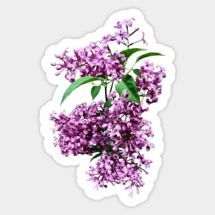 Lilacs - Elegant Lilacs Sticker